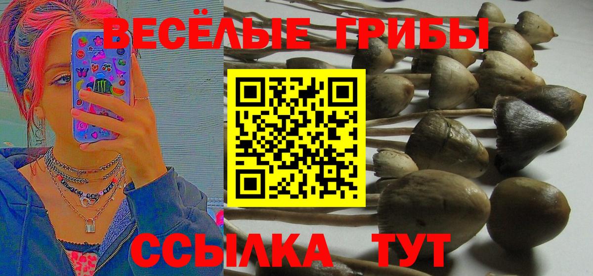 Кинель  Галлюциногенные грибы Psilocybe  Вход с VPN 